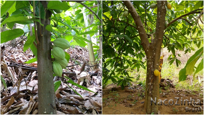 Cacau verde e maduro