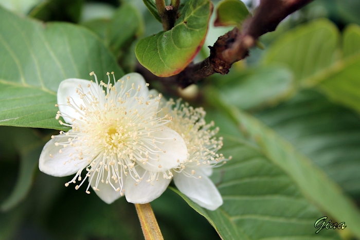 Flor da goiabeira (Psidium guajava)