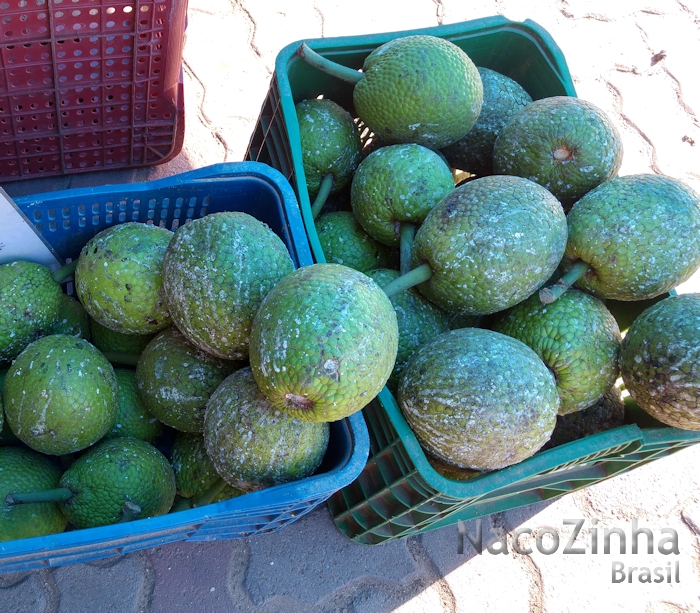 Fruta-pão (Artocarpus altilis)