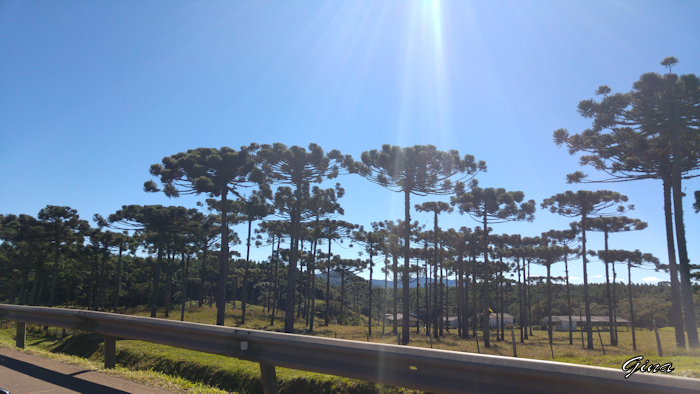 Araucárias na estrada (Araucaria angustifolia)