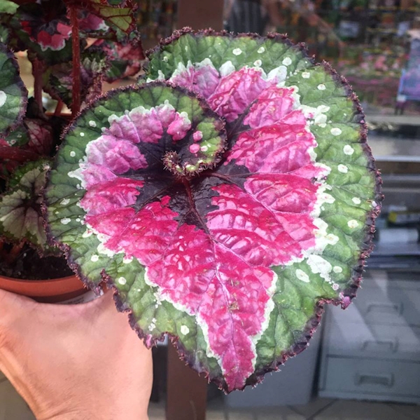 Begônia Rex (Begonia rex 'Paso Doble')