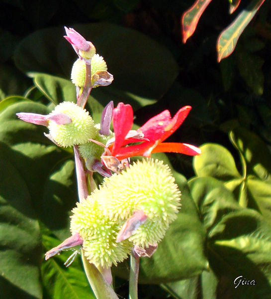 Beri-silvestre (Canna indica)