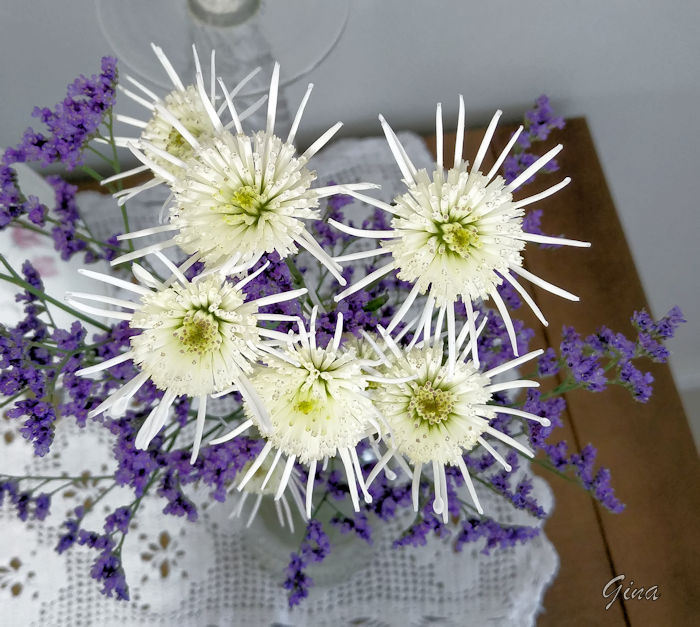 Crisântemo-aranha (Spider Chrysanthemum)