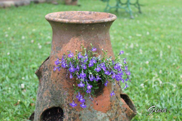 Lobélia-azul (Lobelia erinus)