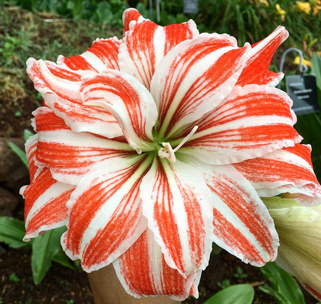 Amaryllis 'Dancing Queen' (Hippeastrum hybrid)