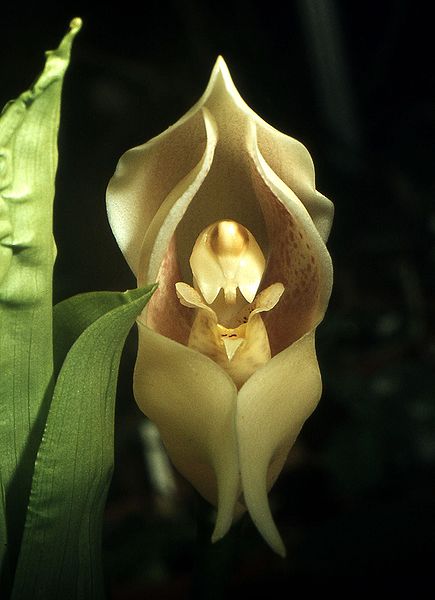 Orquídea bebê-no-berço (Anguloa uniflora)