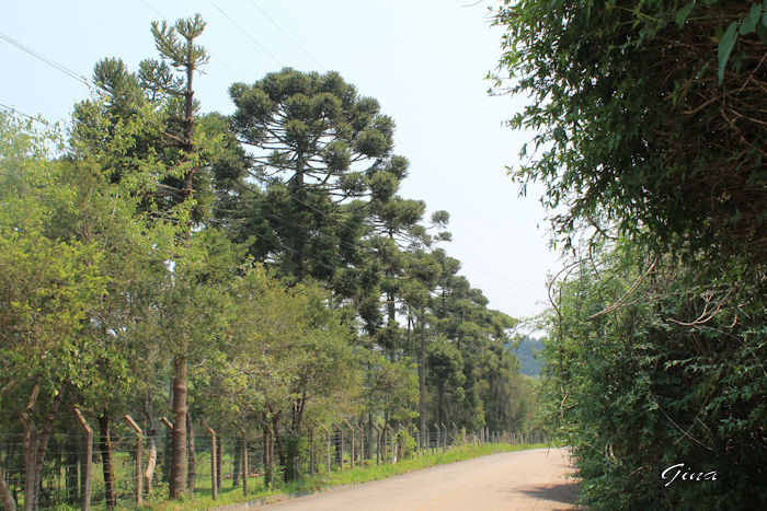 Araucárias (Araucaria angustifolia)