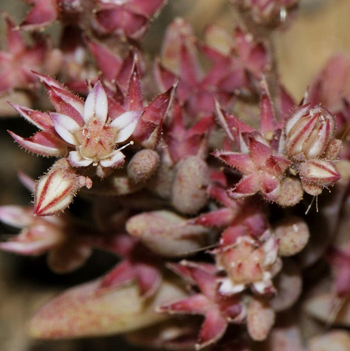 Arroz-dos-telhados vermelho (Sedum rubens)