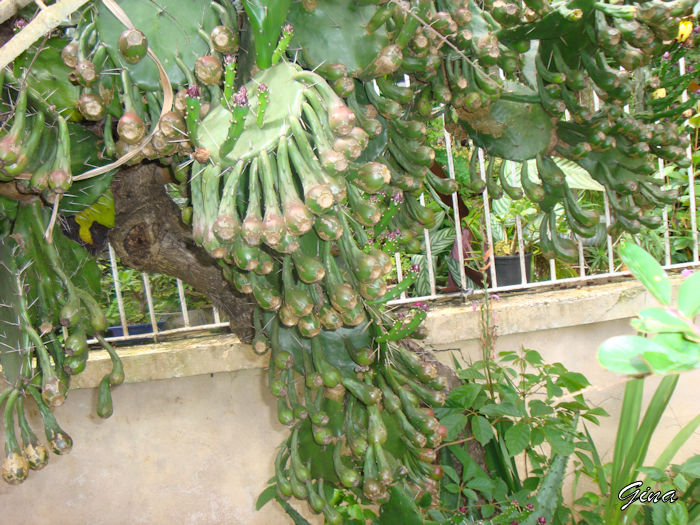 Cacto-pera espinhoso (Opuntia engelmannii)