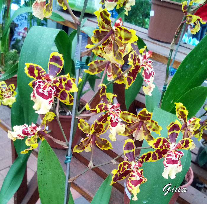 Orquídea Colmanara wildcat