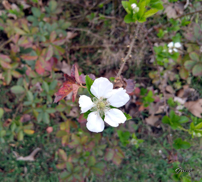 Flor da amora (Morus nigra)
