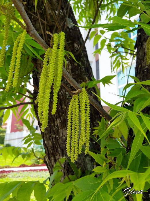 Flor da noz-pecã (Carya illinoinensis)