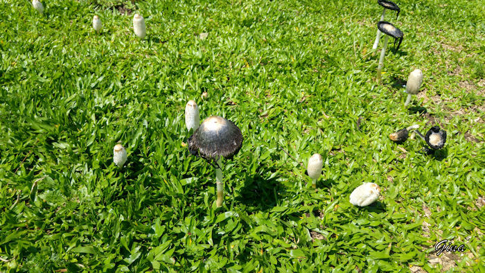 Cogumelo tampa-de-tinta (Coprinus comatus)