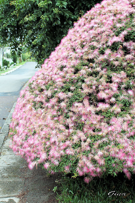 Esponjinha (Calliandra brevipes)