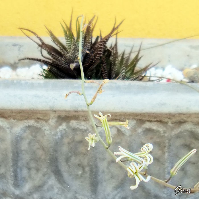 Planta-zebra (Haworthia fasciata)