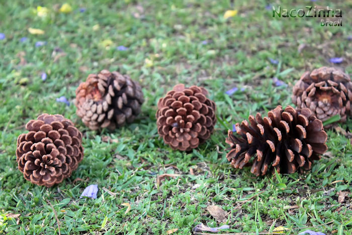 Pinhas do gênero Pinus