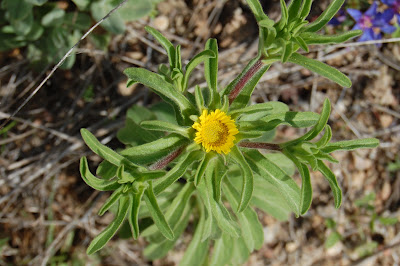 Pampilho-aquático (Asteriscus aquaticus)