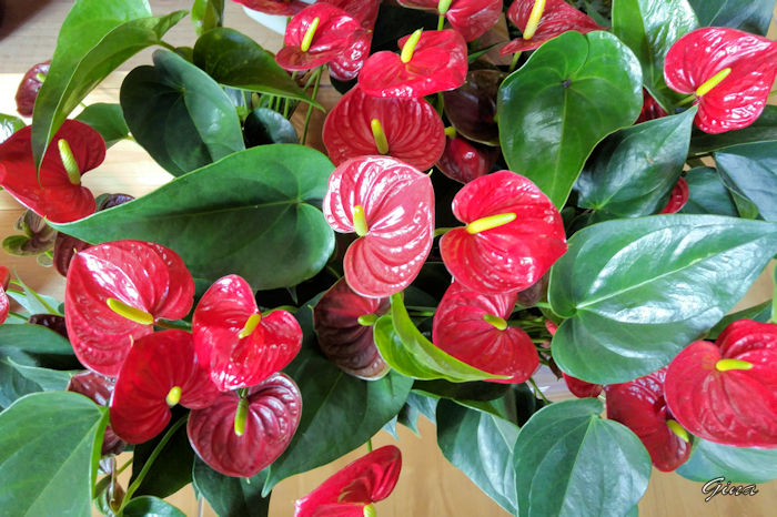 Antúrio (Anthurium andraeanum)