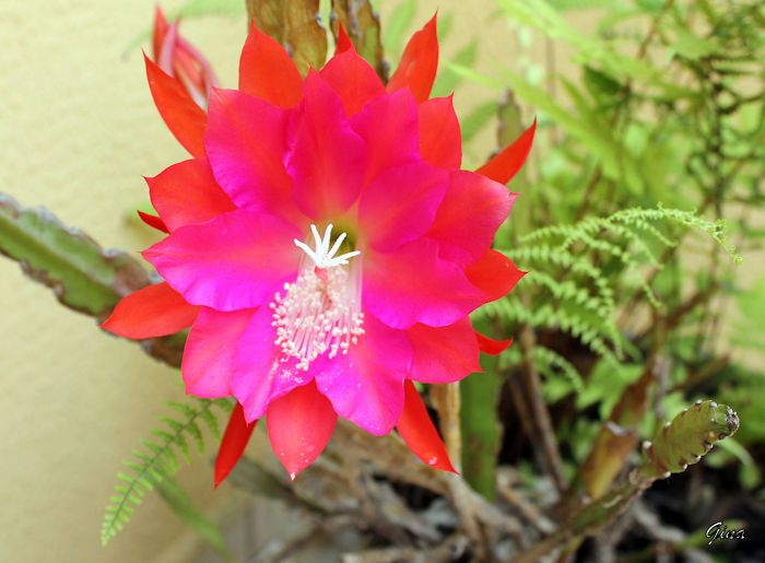 Epiphyllum ackermannii