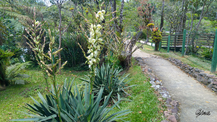 Iuca (Yucca filamentosa)