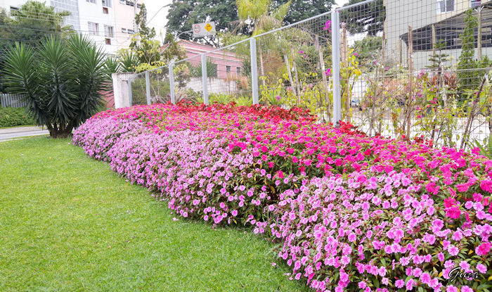 Beijo-japonês (Impatiens hawkeri)