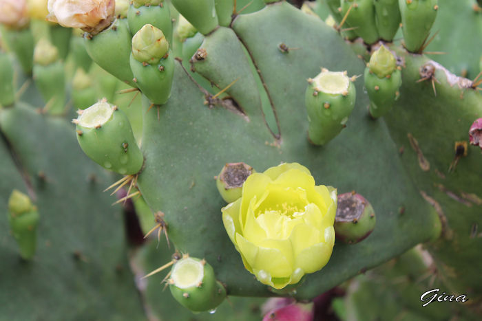 Cacto-pera-espinhoso (Opuntia engelmannii)