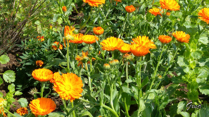 Calêndula (Calendula officinalis)