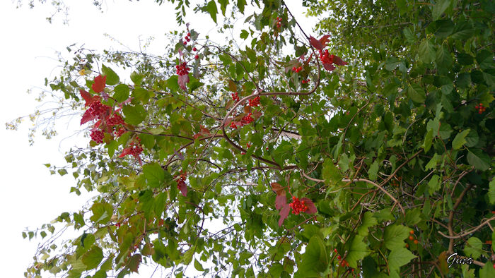 Cranberries ácidas (Vaccinium macrocarpon)