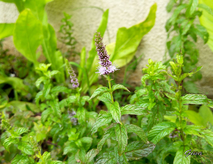 Flor da hortelã