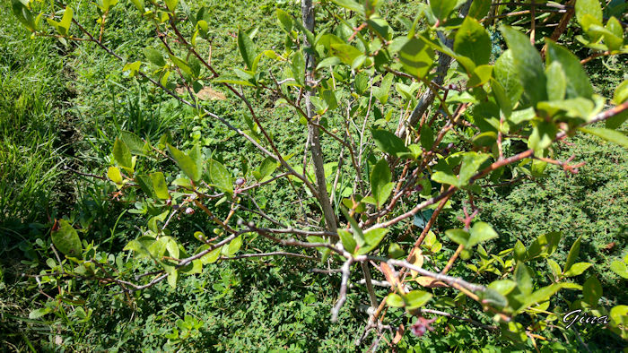 Mirtilo (Vaccinum corymbosum bluecrop)