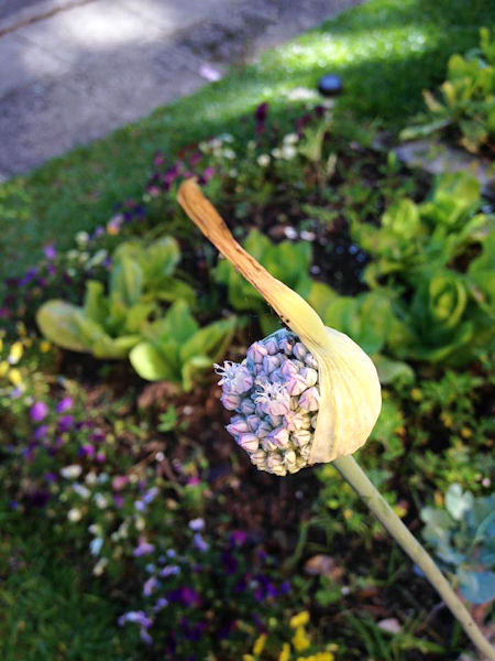 Flor do alho-poró (Allium porrum)