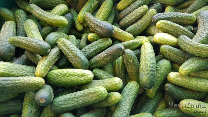 Pepino cornichon (Cucumis sativus)