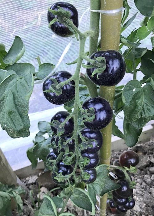 Indigo blue tomatoes