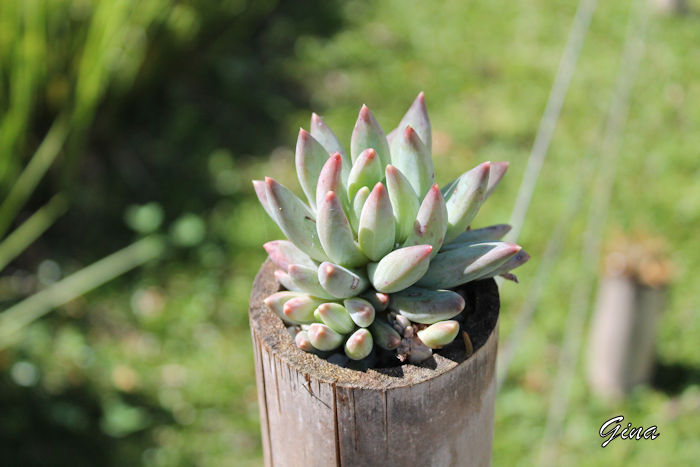 Suculenta Echeveria prolifica