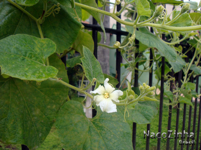 Flor do caxi (Lagenaria siceraria)