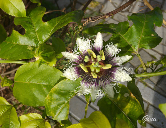 Flor do maracujá (Passiflora edulis)