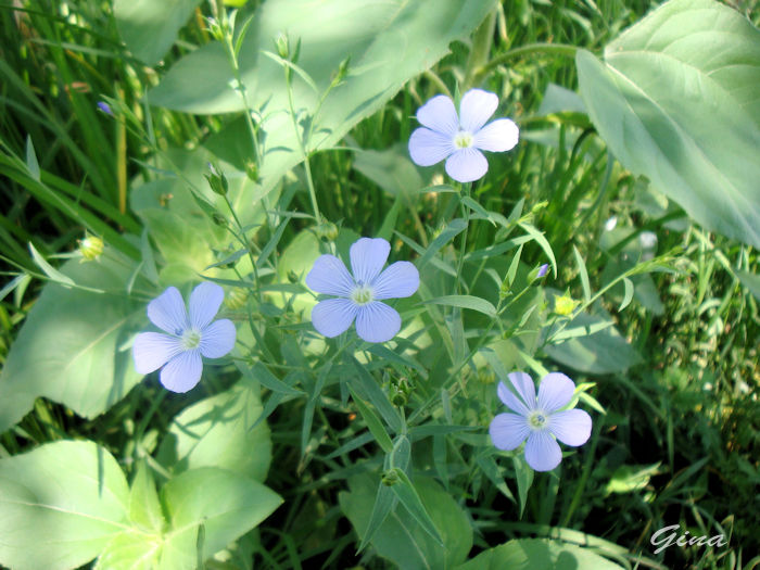 Linum usitatissimum - linhaça