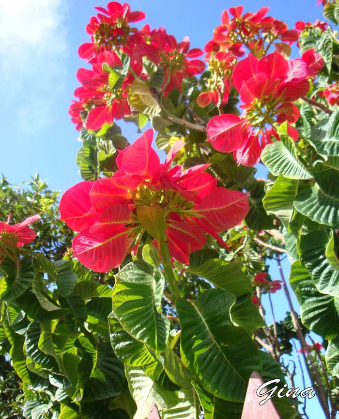 Poinsétia (Euphorbia pulcherrima)