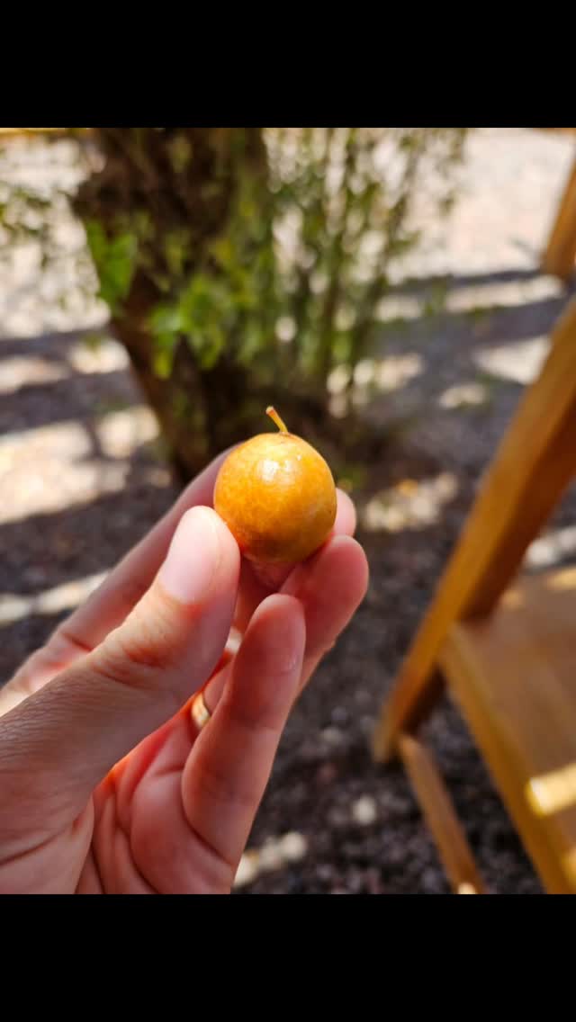 Você conhece o chañar? É um fruto típico do Deserto do Atacama, no Chile. Tem aroma de tâmara e sabor doce, com pouca polpa. É usado na gastronomia, em xaropes e cosméticos. Seu nome científico é Geoffroea decorticans. As árvores podem chegar a 7 m. As lhamas se alimentam de seus frutos. 
Em breve, apresento um pouco mais do uso culinário.
Fotos:
1 - chañar
2 - fruto aberto 
3 - placa com definição do fruto 
4 a 6 - árvores de chañar
7 - artesanato  com chañar
8 - lhama
9 e 10 - frutos verdes e maduros
📸: @silcastro82
.
.
.
.
#chañar #geoffroeadecorticans #sanpedrodeatacamachile #nacozinhabrasil