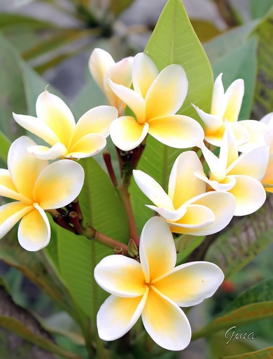 flor-ovo (Plumeria acutifolia)