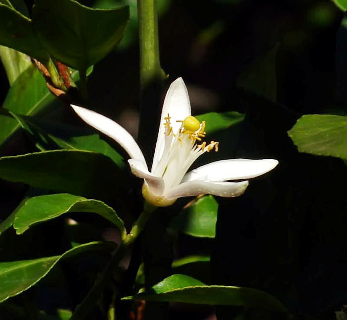 Flor do limão siciliano