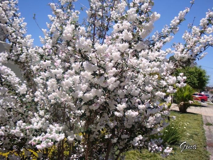 Coco ralado - Deutzia gracilis