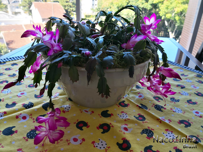 Flor-de-maio (Schlumbergera truncata)