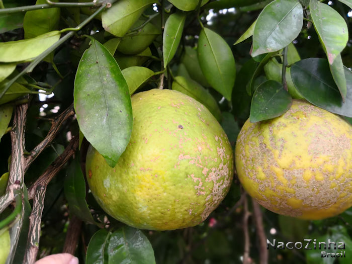 Laranja champanhe (Citrus sinensis)