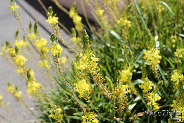 Cebolinha-de-jardim (Bulbine frutescens)