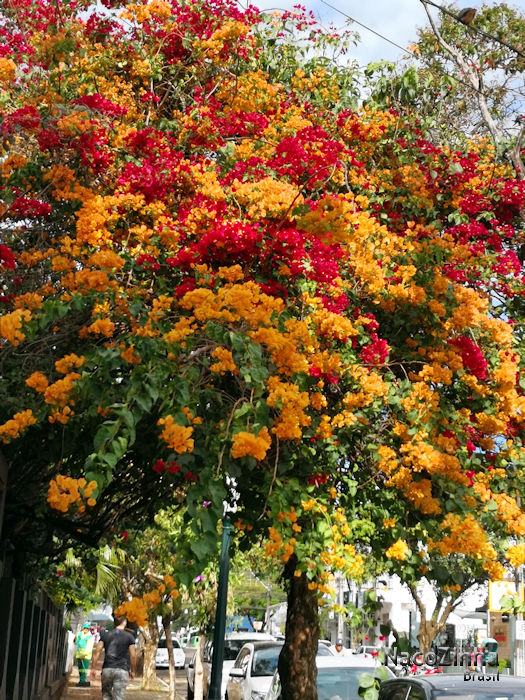 Bouganvillea spectabilis