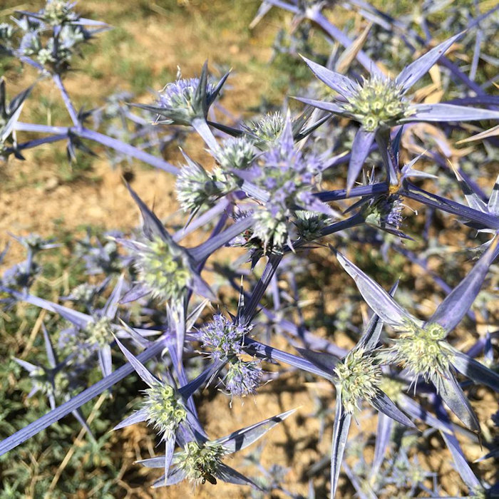 Azevinho de mar (Eryngium planum Blue Glitter)