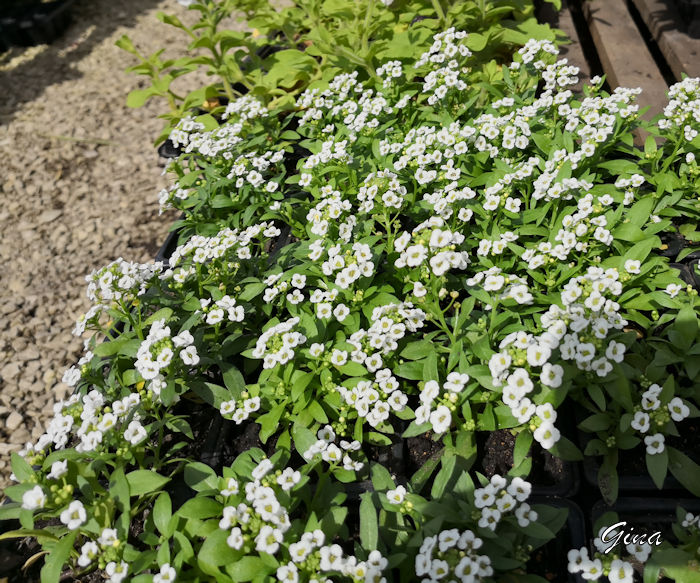 Flor-de-mel (Lobularia maritima)