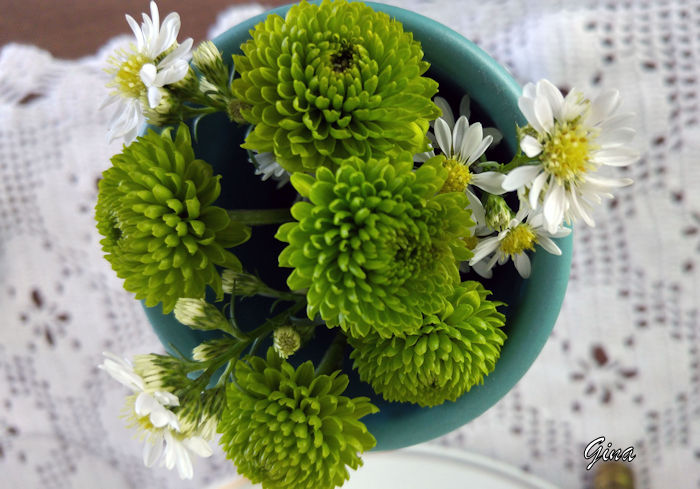 Crisântemo-pompom (Chrysanthemum)