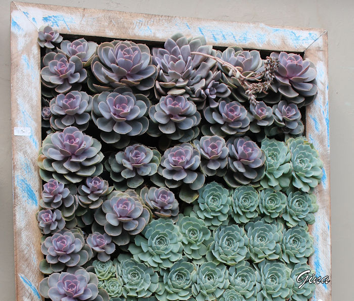 Echeverias em quadro